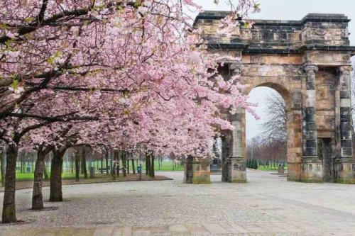 a group of trees with pink flowers in front of an arch at The Naburn - 3 Bed House with Free Parking & Close to City Centre in Glasgow