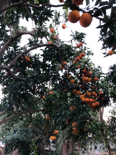 a bunch of oranges hanging from a tree at Villa Caterina b&b in Procida