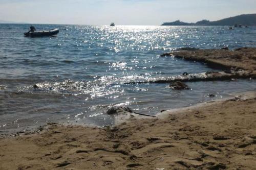 a dog laying on the beach with a boat in the water at Affitti Brevi Toscana - 50 passi dal mare Superior in Fonteblanda