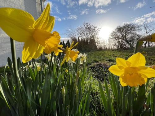 a bunch of yellow daffodils in a garden at Havlykkegaard - en unik gammel dame ved Østersøen in Idestrup