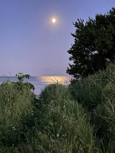 a moonrise over the water with a tree and the ocean at Havlykkegaard - en unik gammel dame ved Østersøen in Idestrup