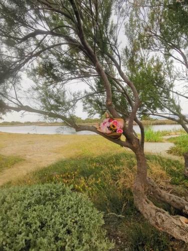Un membre d'un arbre avec des fleurs sur lui dans l'établissement Maison terrasse Port Leucate Hawaï 2, à Port-Leucate