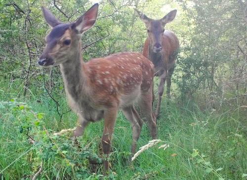 two deer standing in the grass in the woods at Domaine des Bois Argentés in Saugirard