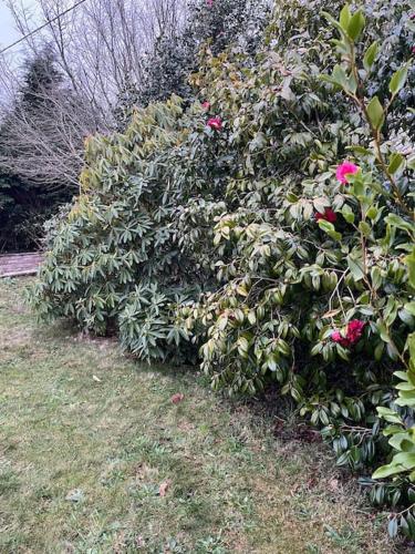 a row of bushes with pink flowers in a yard at maison bretonne 7 personnes in Mellac