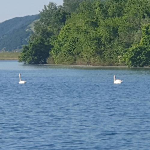 two swans swimming in a large body of water at Apartmani Tina - Srebrno jezero in Zatonje