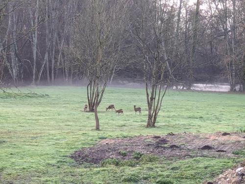 three deer grazing in a field with trees at Le Repaire des Grands Moments in Vierzon
