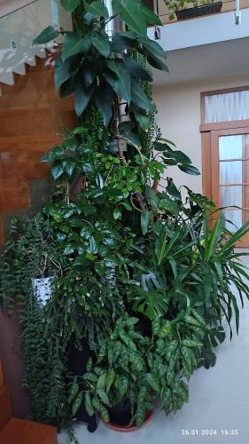 a bunch of green plants in a room at Villa Homestay Nad Helmrovkou in Prague