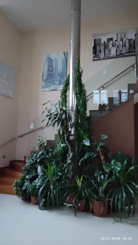 a room with a bunch of potted plants at Villa Homestay Nad Helmrovkou in Prague