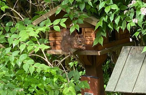 a squirrel sitting on top of a bird house at Skovbrynet 2 The place for you in Løkken