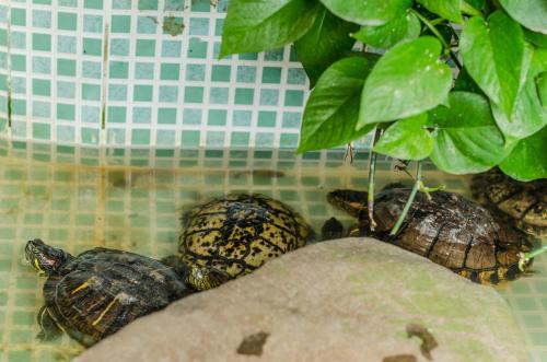 a group of turtles sitting next to a plant at Pousada Vila da Praia in Bertioga