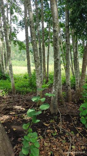 a group of trees with green plants in the woods at Cabaña Valdivia Piedra Blanca 2 in Valdivia