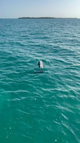 a dolphin swimming in the water in the ocean at Belizima Eco Resort in Sarteneja