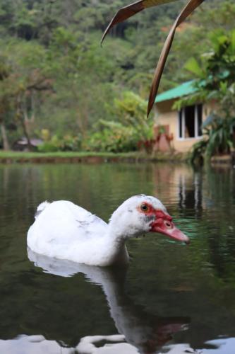 a white duck swimming in the water near a house at Sapiens house cabaña del lago clásica in Cali