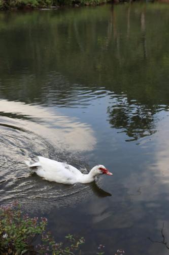 a white duck swimming in a body of water at Sapiens house cabaña del lago clásica in Cali