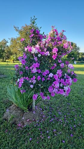 a bush of pink flowers in the grass at Sítio Santa Cecília in Itapetininga