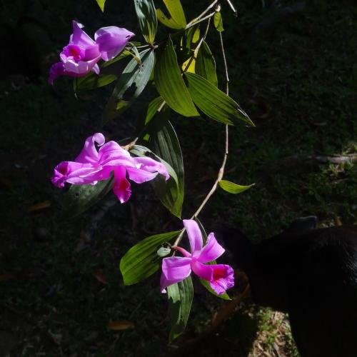 a bunch of purple flowers on a plant at Mira Olas Cabins in Pavones