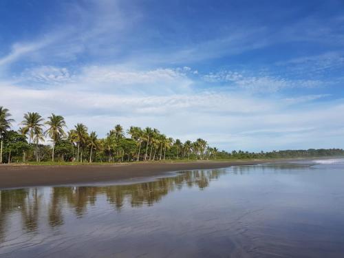 a beach with palm trees and the water at Hotel Hibiscus in Playa Junquillal
