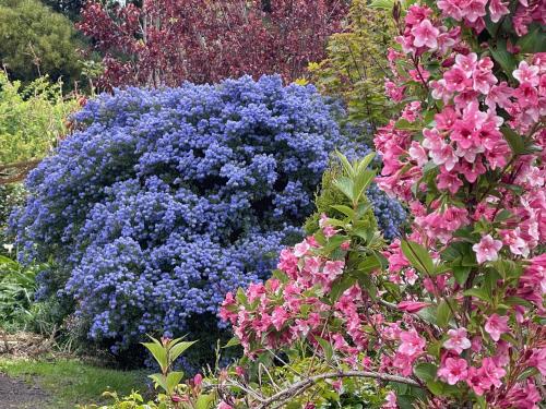a bush of purple and blue flowers in a garden at The Hill House Panorama in Woodbridge