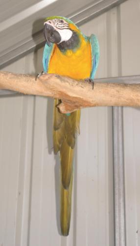 a colorful bird is sitting on a branch at Smugglers Cove Holiday Village in Forster