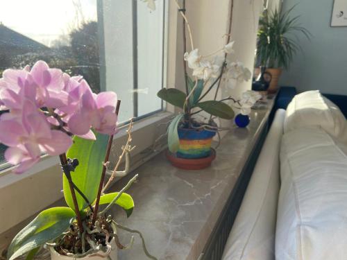 two potted plants sitting on a window sill at Platz, Natur, Lüneburg - Villa Heidberg in Bienenbüttel