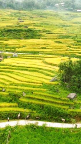a view of a field of crops with a road at Sau Meo Mountain View in Sa Pa