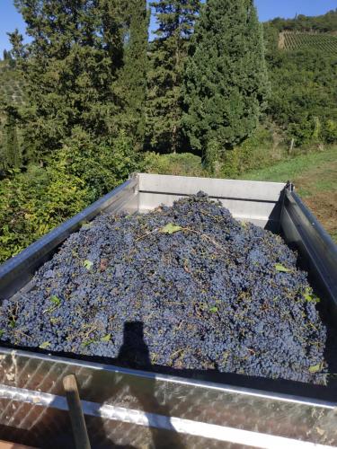Gambar di galeri bagi La Cipressa di Greve in Chianti