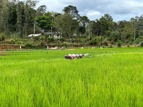 a group of people working in a rice field at Eastland Bungalow, Hewaheta, Kandy in Hewaheta