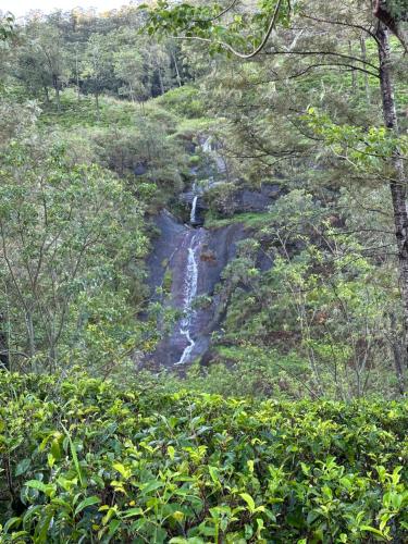 a waterfall on the side of a hill with trees at Eastland Bungalow, Hewaheta, Kandy in Hewaheta