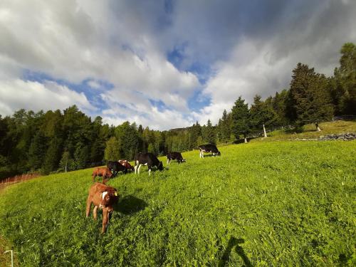 a herd of cows grazing in a field of grass at Joshof Talblick in Stulles