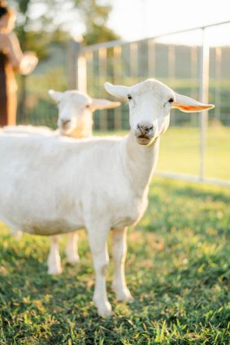 two sheep standing in the grass in a field at Whisky @ On The Rocks in Rock Valley