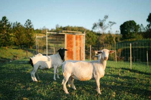 two sheep standing in the grass in a field at Whisky @ On The Rocks in Rock Valley