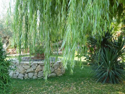 a tree with hanging branches and a stone wall at Poggio Delle Palme in Campobello di Licata