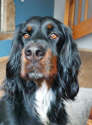 a close up of a black and brown dog at La Lézardière in Pleugriffet
