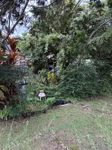 a garden with a bird bath in the grass at The singing frogs studio in Coffs Harbour