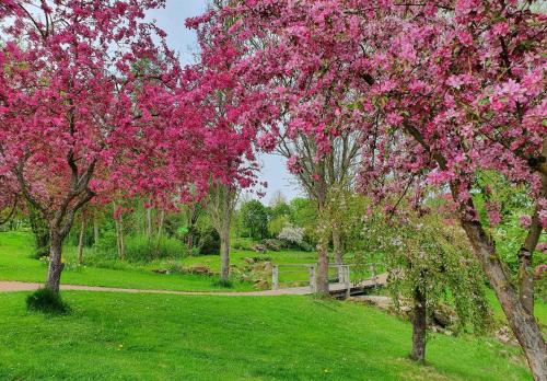 a group of trees with pink flowers in a park at Kleinod am Kurpark in Bad Zwesten