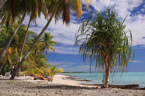 a beach with palm trees and the ocean at Fafarua Private Island in Tikehau