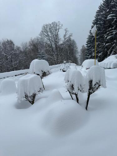 a group of bushes covered in snow at Wellness penzion Harmonie Rohanov in Prachatice