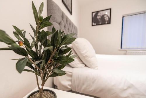 a plant sitting on a table in a living room at Camden Apartments 2 in Liverpool
