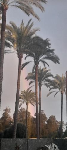 a group of palm trees in front of a wall at مزرعة الدكتور محمد رجب in Alexandria