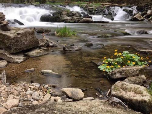 a stream with flowers in front of a waterfall at Landhaus Altweck in Wegscheid