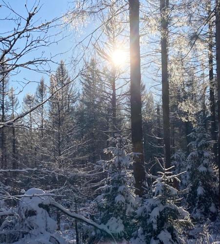 un bosque cubierto de nieve con el sol brillando entre los árboles en Hubertusgrund, en Sankt Andreasberg