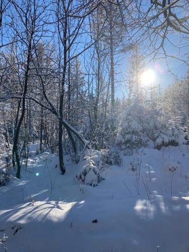 un bosque cubierto de nieve con el sol brillando entre los árboles en Hubertusgrund, en Sankt Andreasberg