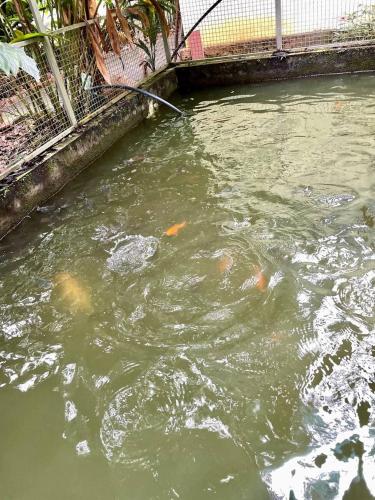 a group of koi in a pond at Villa Abu Sulthan - Garden Farm House in Kūmudi