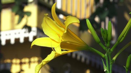 a yellow flower in front of a building at Villa Laurina in Saint-Paul