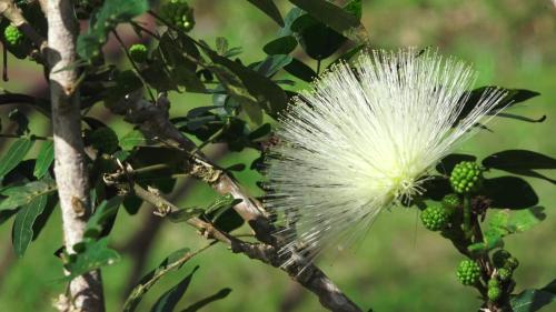 a white flower on a tree with green berries at Villa Laurina in Saint-Paul