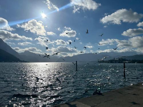 a flock of birds flying over a body of water at CityLake G23 Apartments mit kostenloser Parkmöglichkeit !! in Gmunden