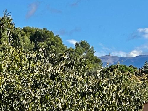 a group of trees with a mountain in the background at Le Mas de Mirabel in Mirabel-aux-Baronnies