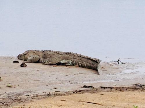 a crocodile laying on the sand next to the water at Wild Bee Safari Lodge in Udawalawe