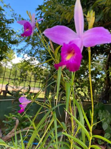 a group of purple flowers in front of a fence at Wild Bee Safari Lodge in Udawalawe