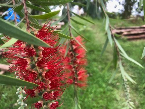 un montón de flores rojas colgando de un árbol en The Rustic Gorilla Cabin-Bwindi, en Kinkizi